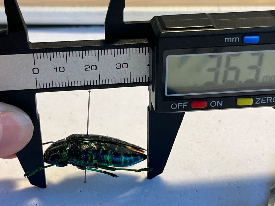 【36mm】モンスターのようなグリーンブラックモルフが美しいニシキカワリタマムシ