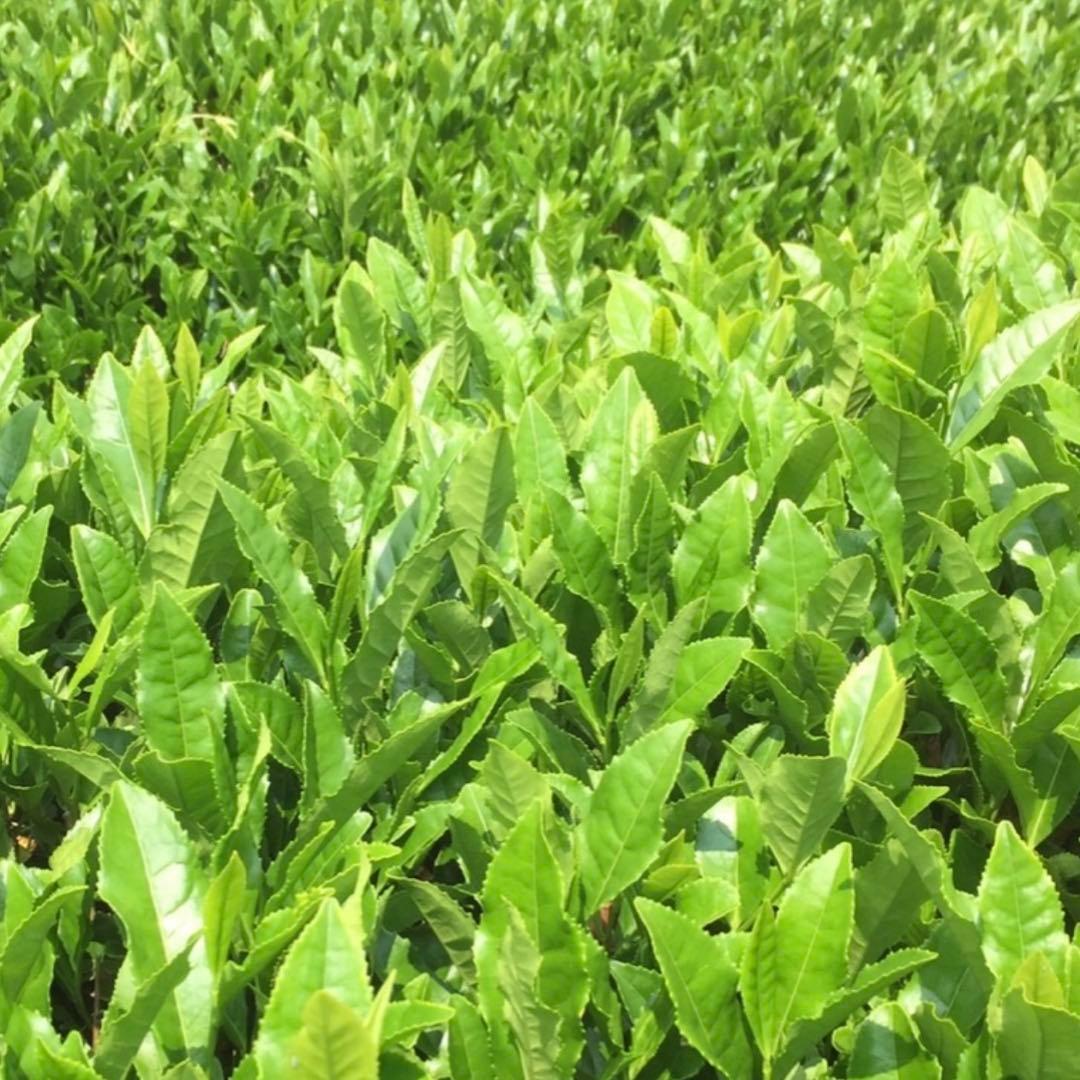 八女茶，緑茶(特上煎茶)1000円5袋750円3袋 kurimi0531