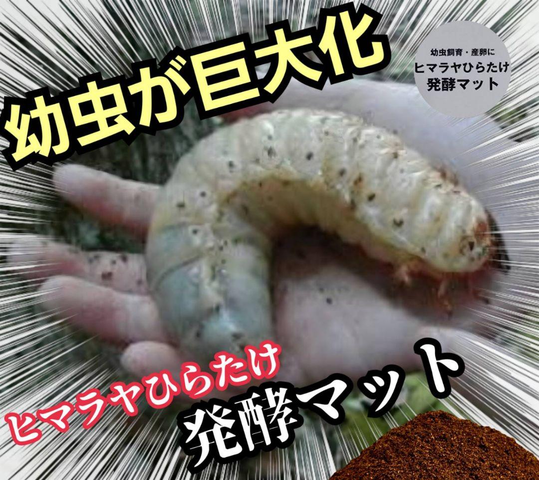 国産カブトムシ８８ミリ羽化実績多数！ネット売上1位！発酵マット【360リットル】