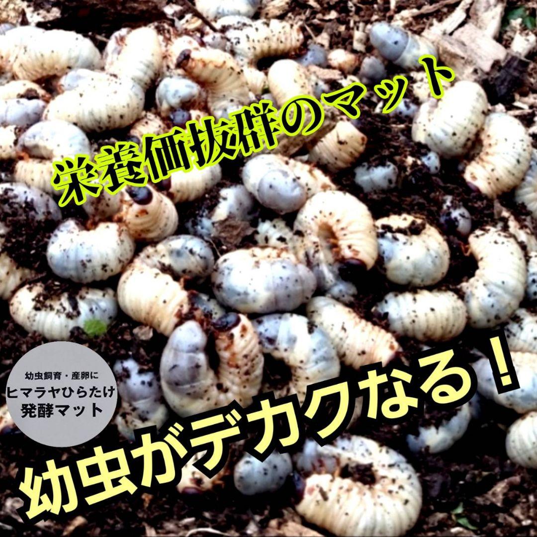 国産カブトムシ８８ミリ羽化実績多数！ネット売上1位！発酵マット【360リットル】