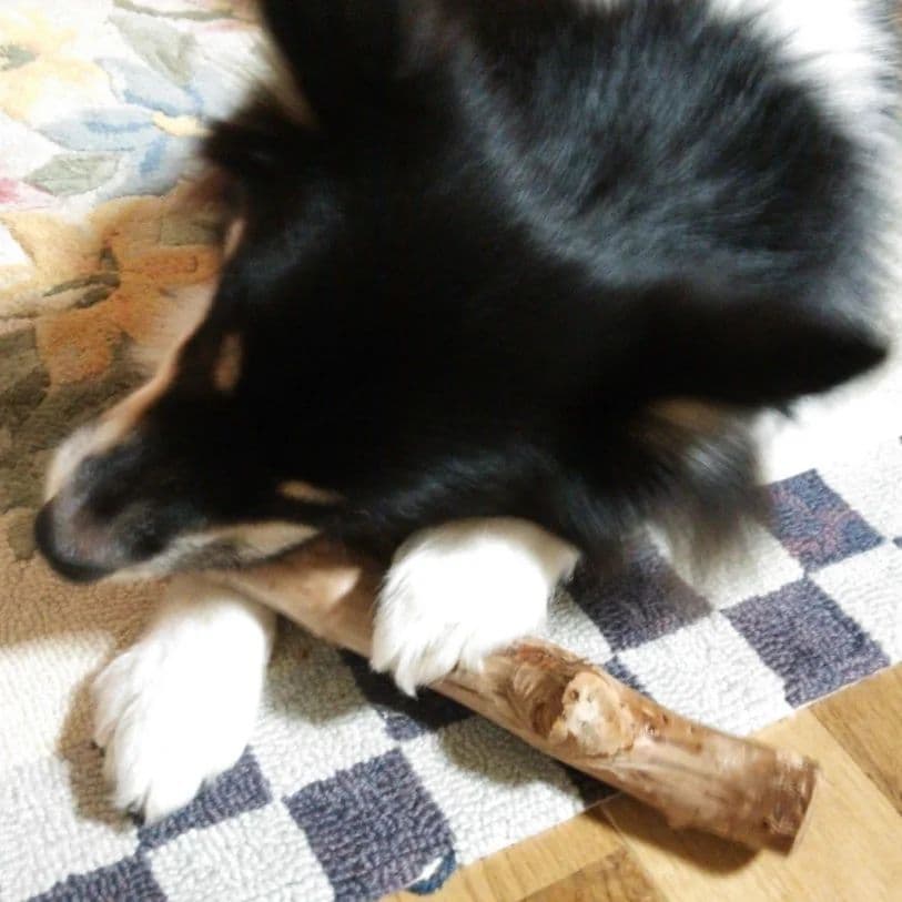 ぬ.犬用おもちゃ、小型犬国産枝おもちゃ、歯固め、かじり木梨の木セット♬