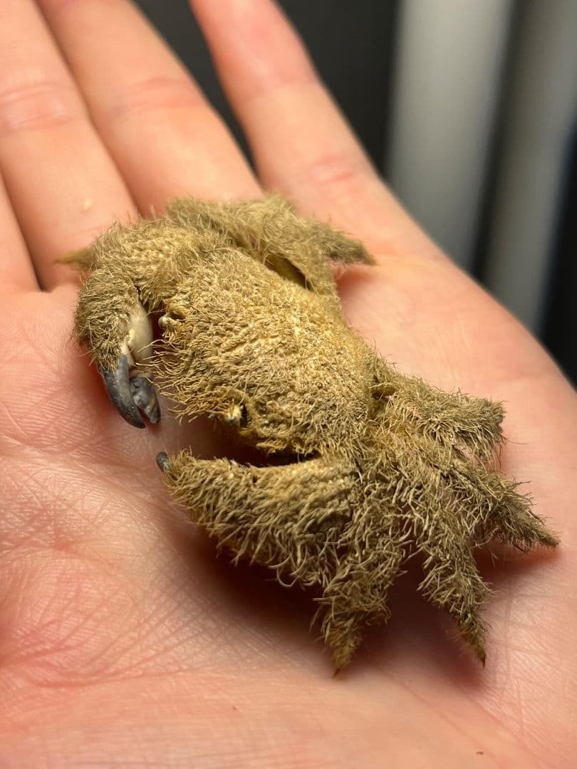 【有毒蟹標本】ケブカガニ 蟹甲殻類エビ蝦蛄タランチュラワラジムシグソクムシダンゴ
