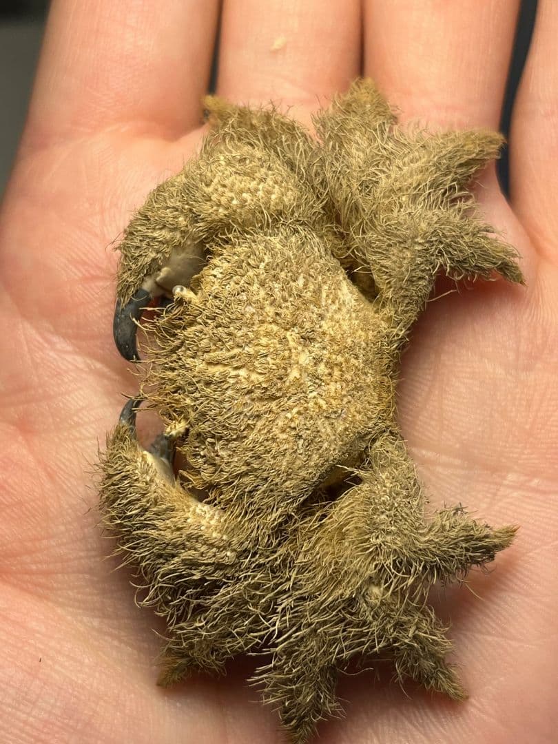 【有毒蟹標本】ケブカガニ 蟹甲殻類エビ蝦蛄タランチュラワラジムシグソクムシダンゴ