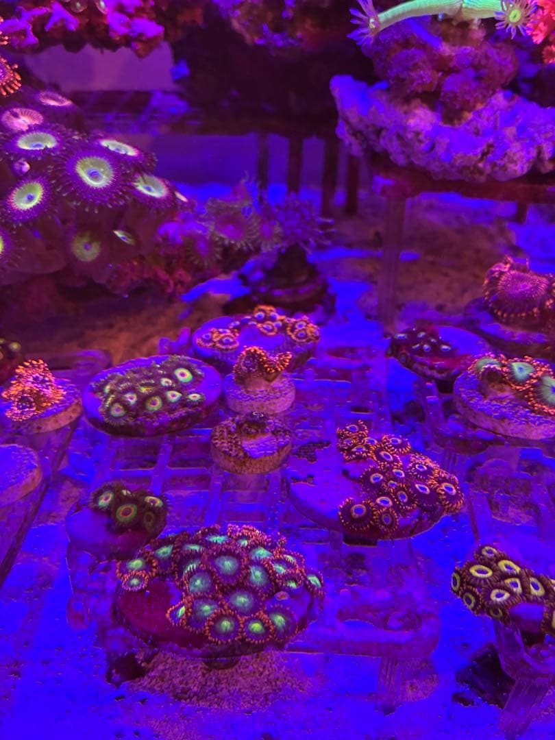 ライブロック　フラグサンゴ　マメスナ　デススター