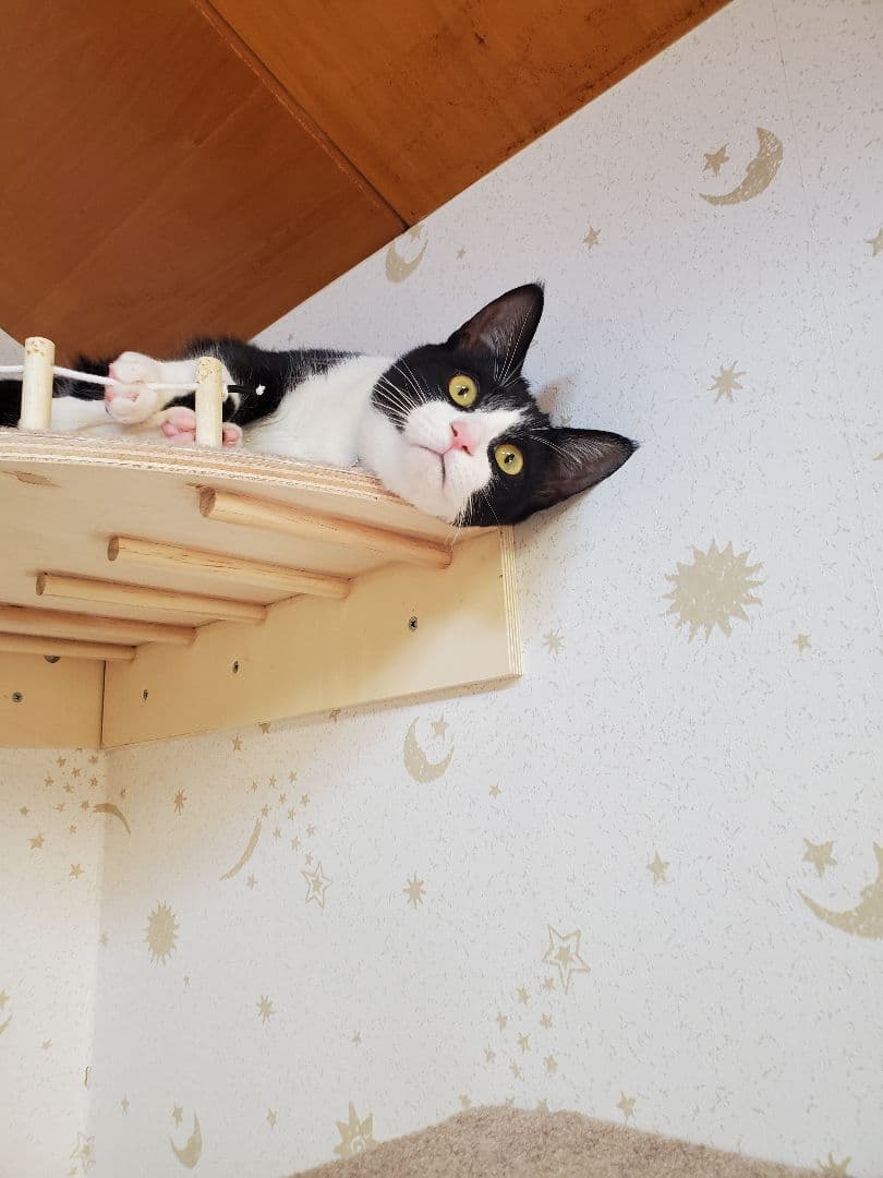 ★手作り　キャットウォーク少し大きめコーナー★マット付き★