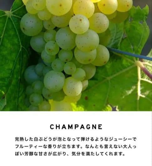 SHOLAYERED シャンパン 香水