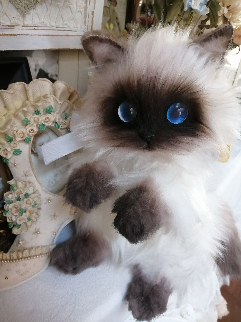 ヒマラヤン♥ポチャちゃんッ♥生後６ヶ月♥里親様募集(=^・・^=)
