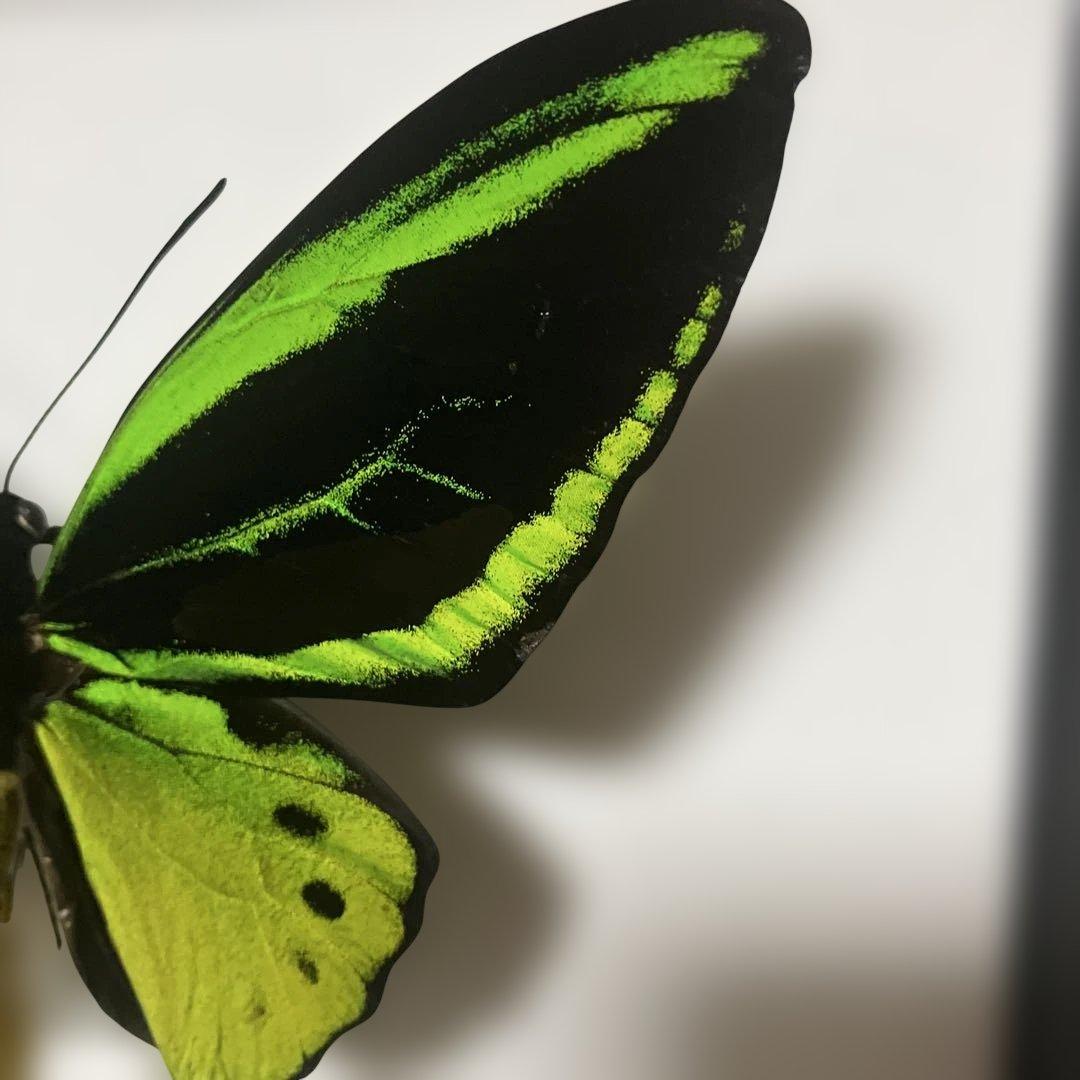 ⑧ミドリトリバネアゲハ♂♀