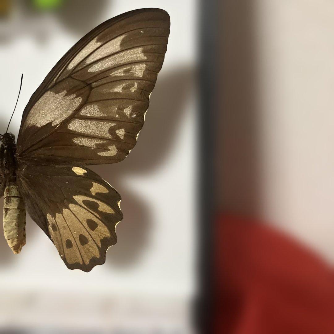 ⑧ミドリトリバネアゲハ♂♀