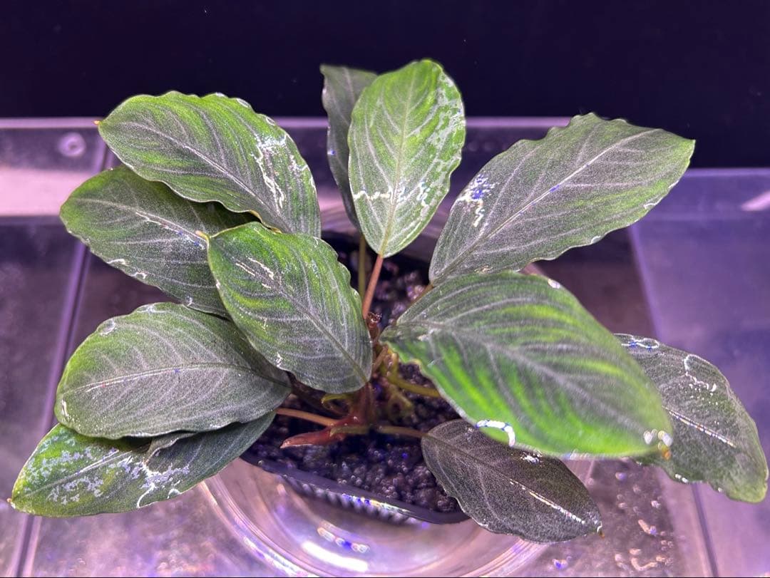 Bucephalandra sp.Pearl gray 2本立ち 水上育成株