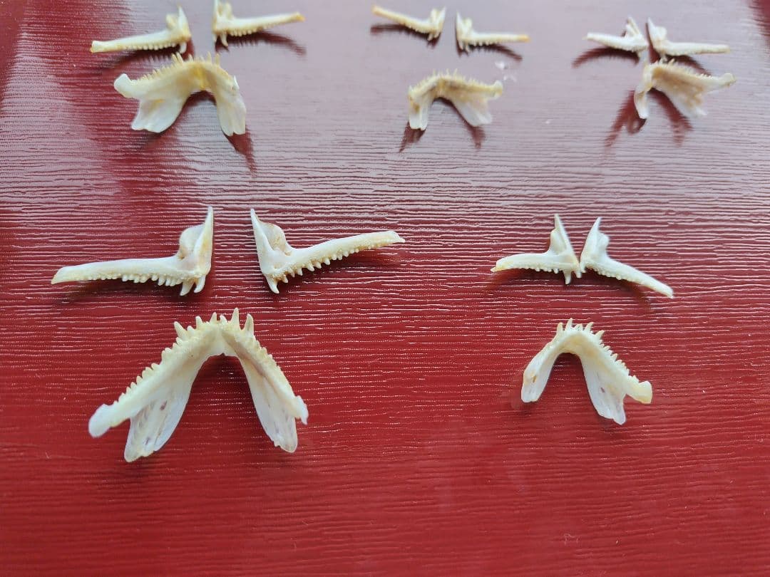 鯛歯骨③　タイ　5匹　標本　ハンドメイド　金継ぎ　不思議　天然鯛　顎骨