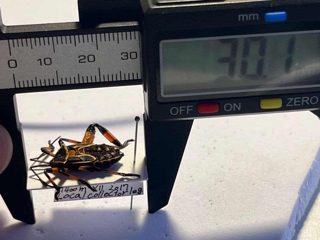 お相撲感のあるヘリカメムシの一種 標本カミキリタマムシスハンダエプラチナコガネ