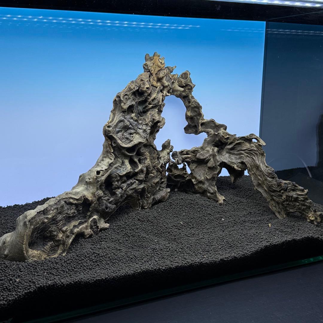 MJW-7376 ジンジャーウッド　60cm水槽用　天然流木3本セット