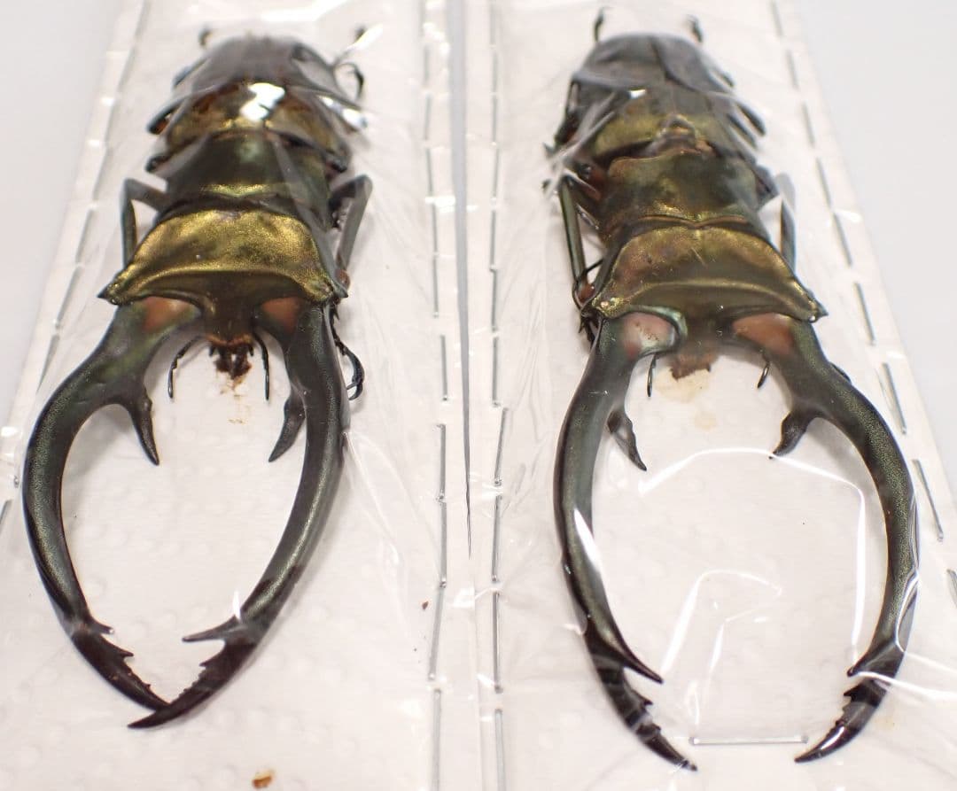 昆虫標本 エラフスホソアカクワガタ 93㎜ 1頭 期間限定