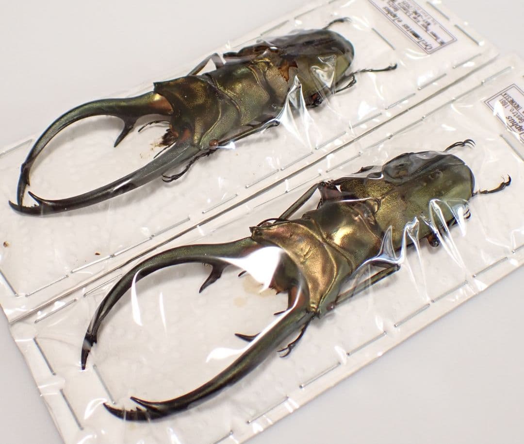 昆虫標本 エラフスホソアカクワガタ 93㎜ 1頭 期間限定