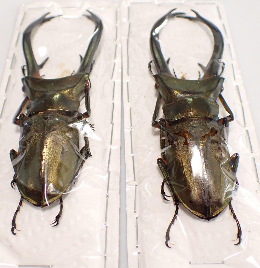 昆虫標本 エラフスホソアカクワガタ 93㎜ 1頭 期間限定