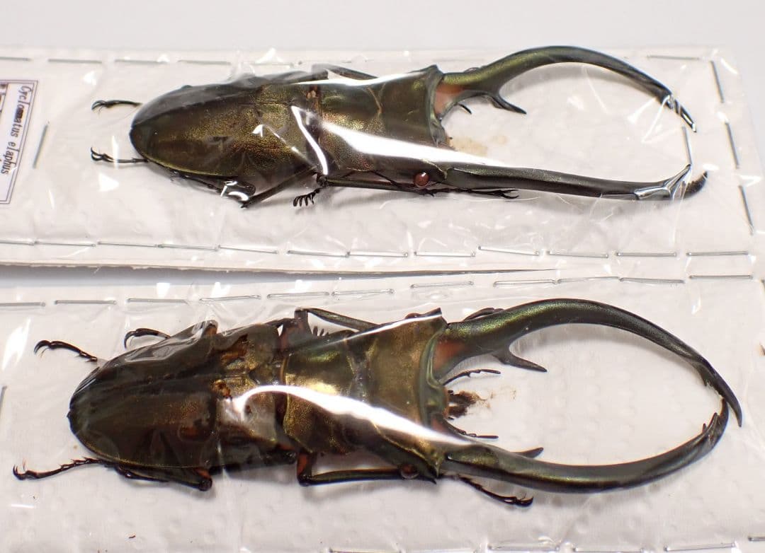 昆虫標本 エラフスホソアカクワガタ 93㎜ 1頭 期間限定