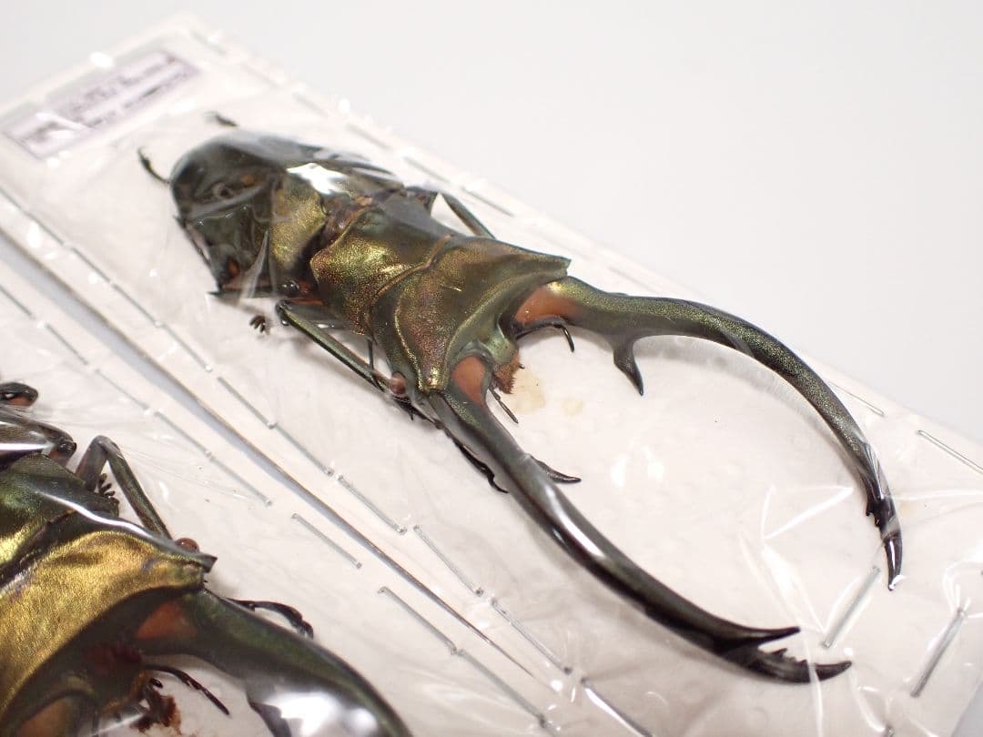 昆虫標本 エラフスホソアカクワガタ 93㎜ 1頭 期間限定