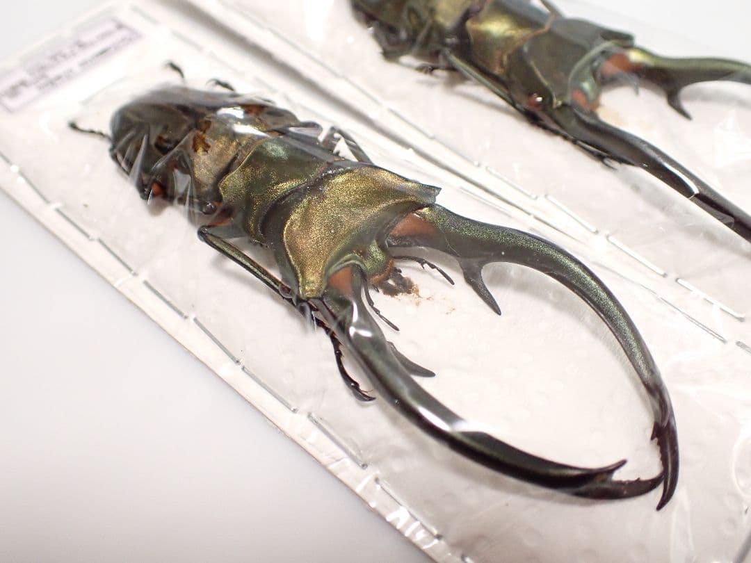 昆虫標本 エラフスホソアカクワガタ 93㎜ 1頭 期間限定