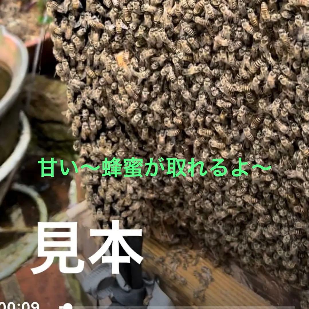 日本蜜蜂重箱式巣箱　ミツバチ巣箱　ハチ箱３段