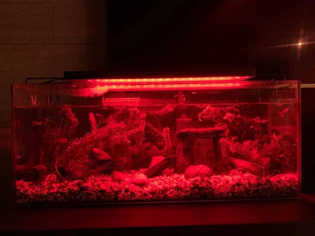 ドラちゃん 　2台LED 水槽 アクアリウムライト 45cm～60cm