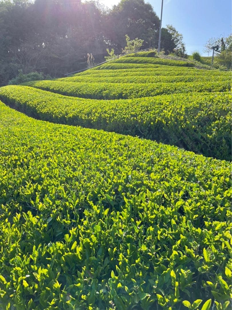 Moo　抹茶10個