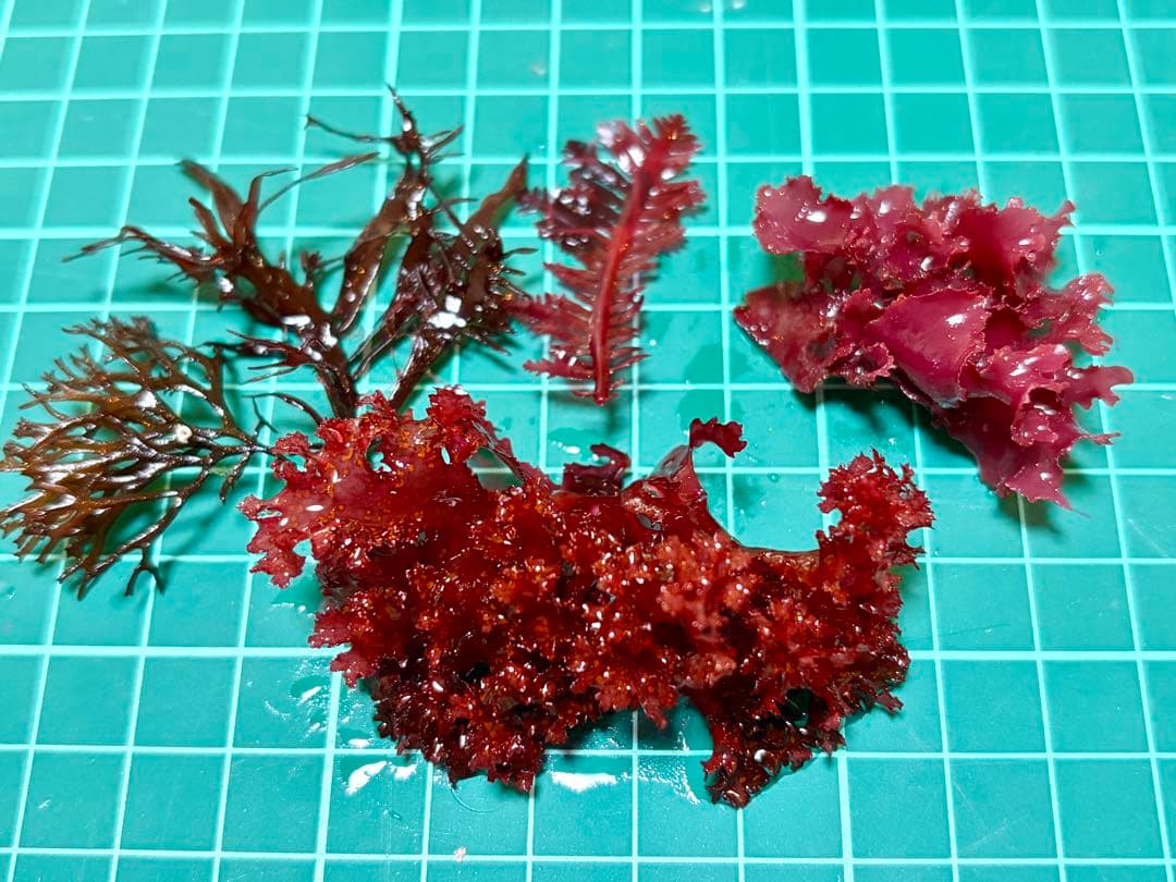 【匿名配送】　海藻　ドラゴンブレス　& 紅藻4種　ひとかたまり　現品