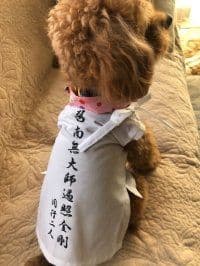 ペット用お遍路白衣&輪袈裟三点セット　わんにゃん白衣　Мまで