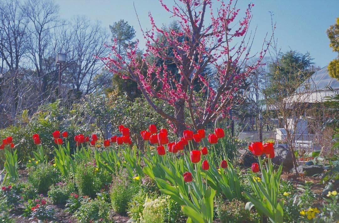 Konica MT-7 コンパクトフィルムカメラ