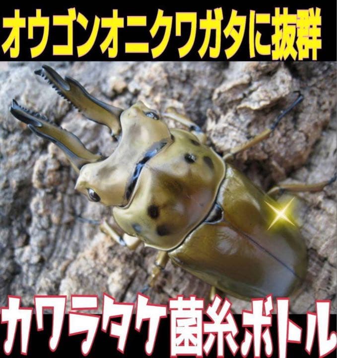 極上！カワラ菌糸瓶【4本】タランドゥス・オウゴンオニクワガタ・レギウスが巨大化！