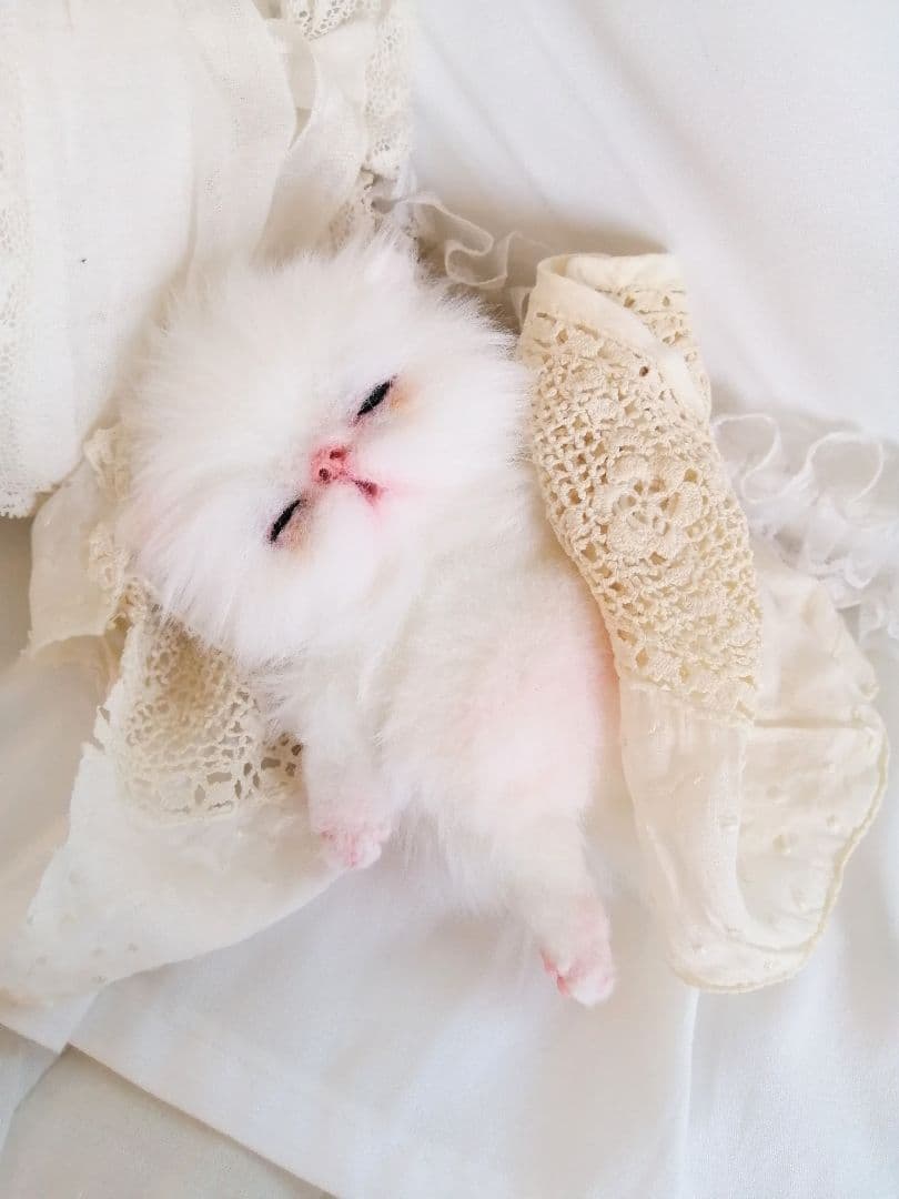 生後15日♡子猫のくりーむちゃん♡お腹ぽっこり♡アートドール♡ぬいぐるみ♡