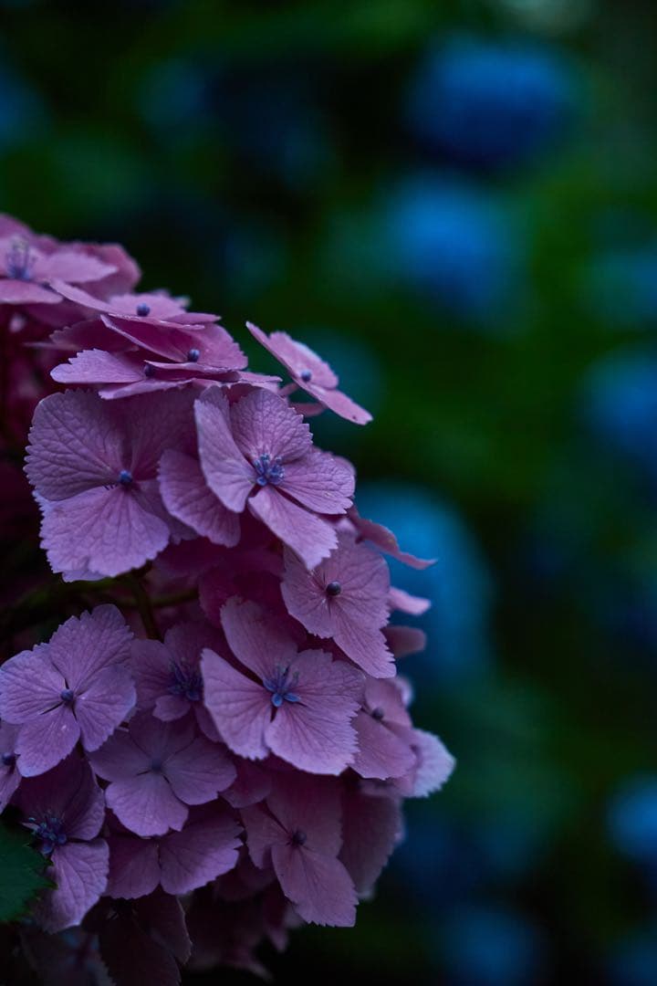 TAMRON SP 90mm F/2.8 Di MACRO レンズ