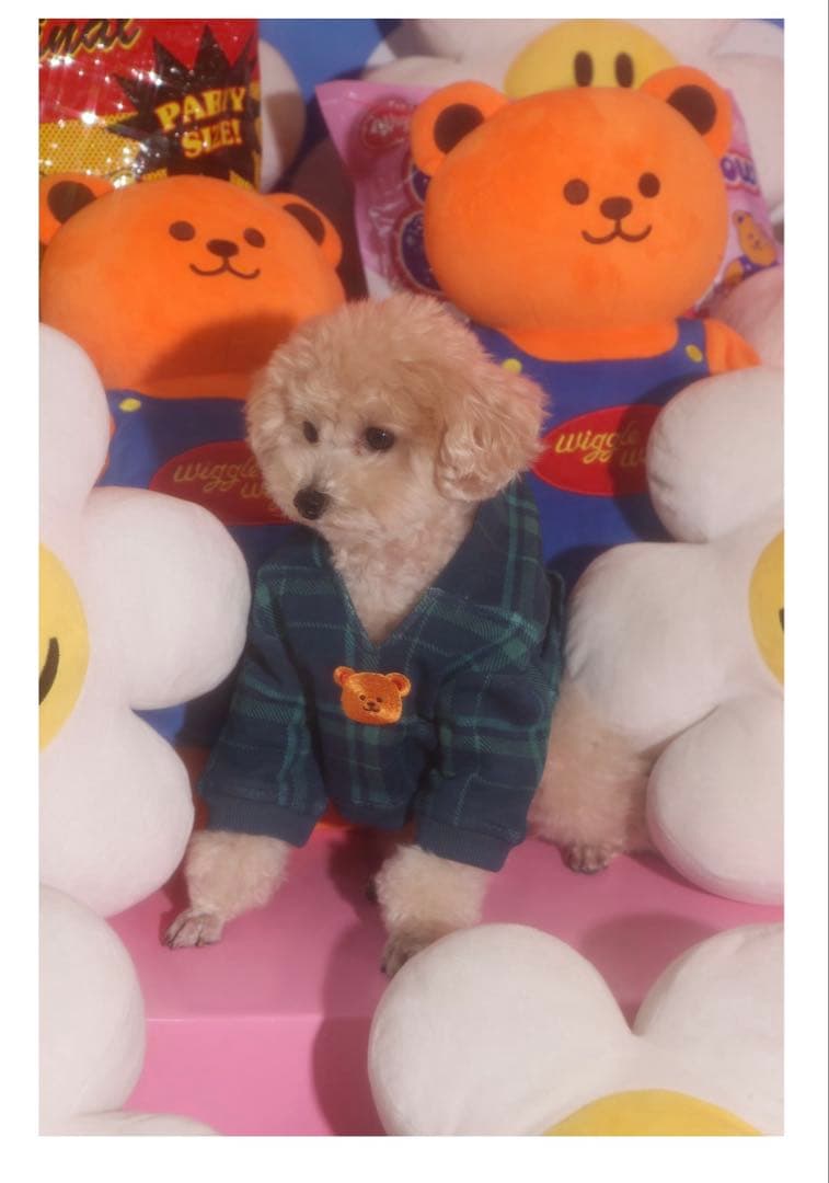wiggle wiggle HTH コラボ　完売商品　M 犬用パーカー　ペット服