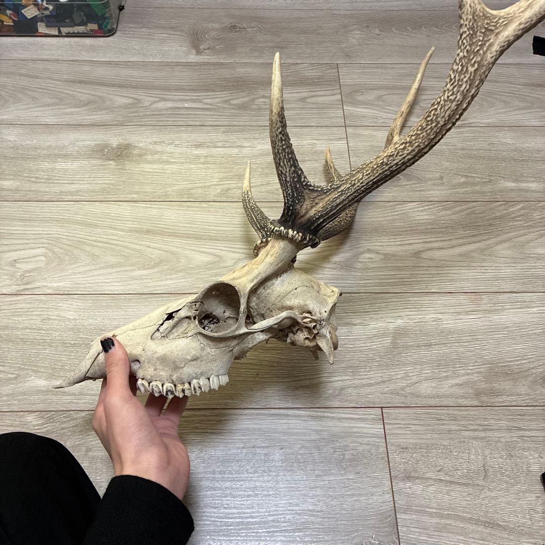 ニホンジカの頭骨 標本 自然乾燥済み 約40cm