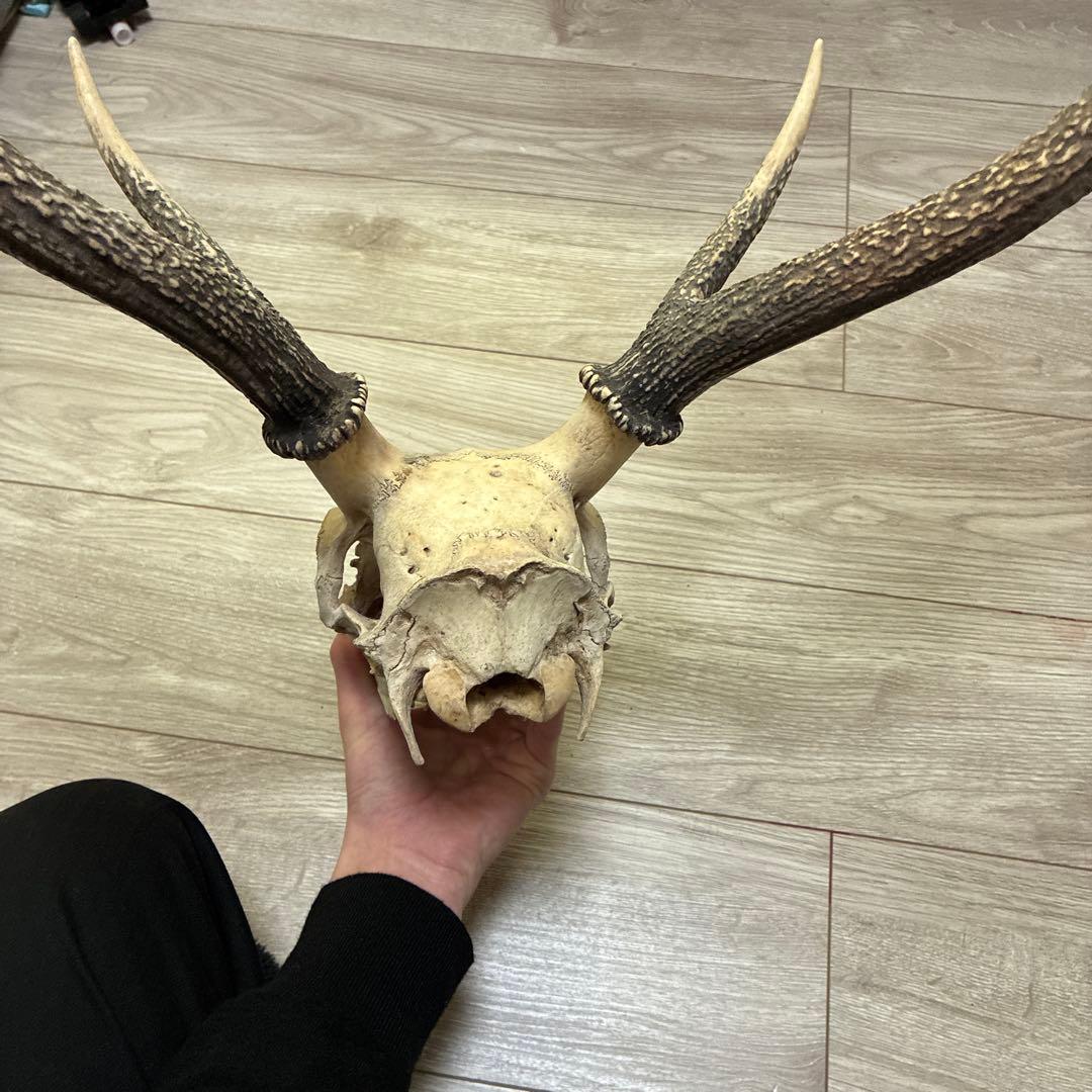 ニホンジカの頭骨 標本 自然乾燥済み 約40cm