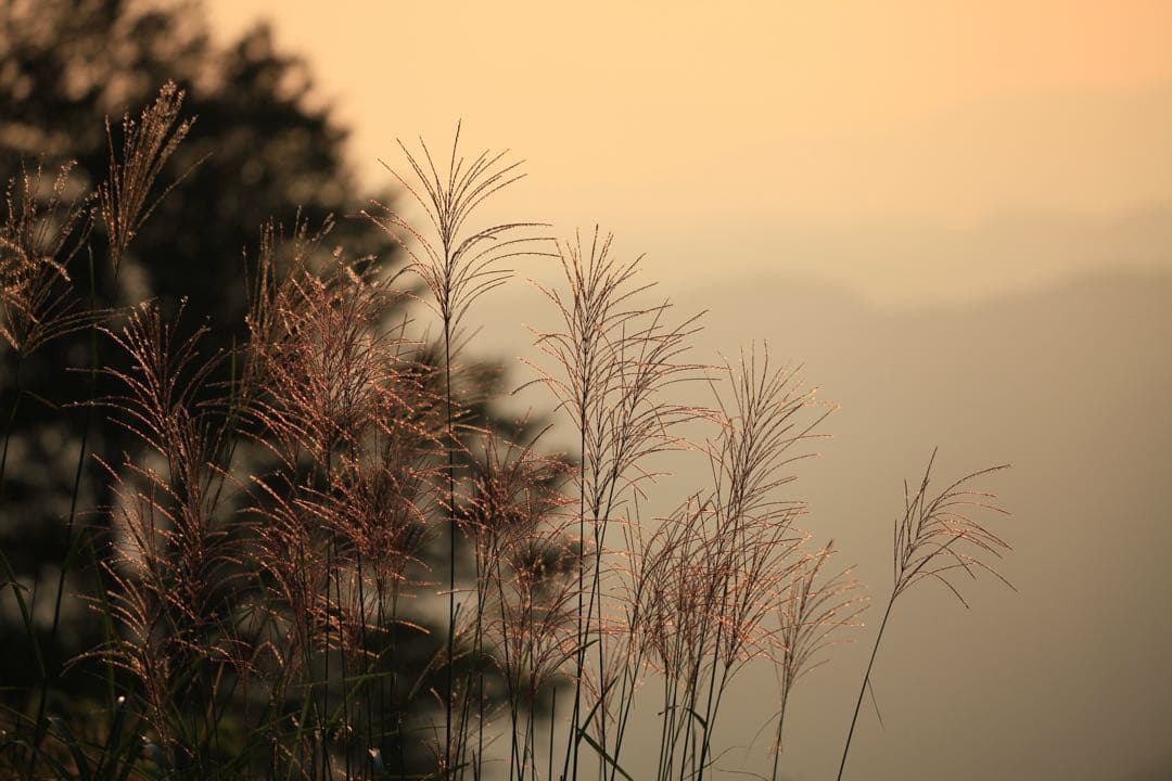 EOS 5D Mark ⅱ