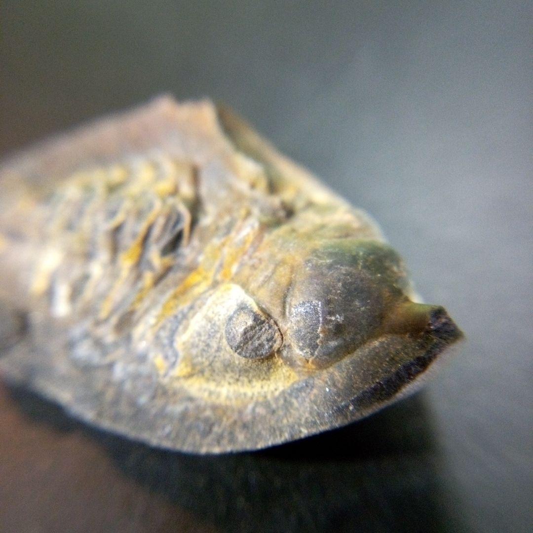 三葉虫　化石　fossil　海　ボリビア産　trilobite　海生動物判別③