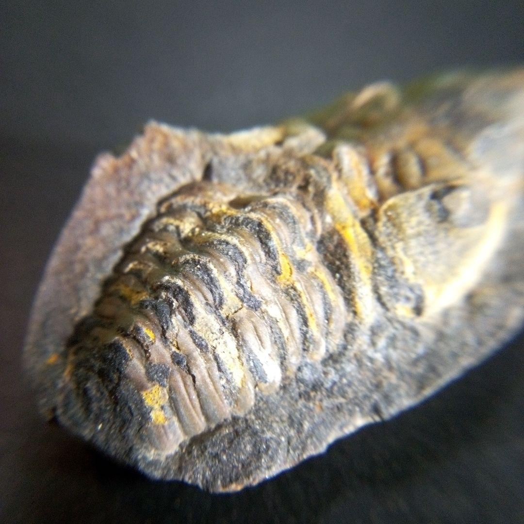 三葉虫　化石　fossil　海　ボリビア産　trilobite　海生動物判別③