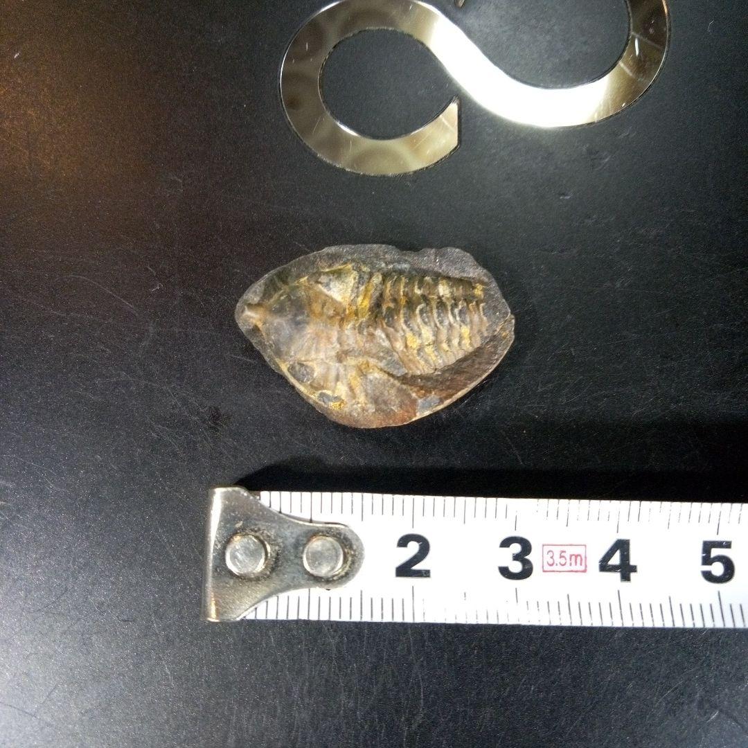 三葉虫　化石　fossil　海　ボリビア産　trilobite　海生動物判別③