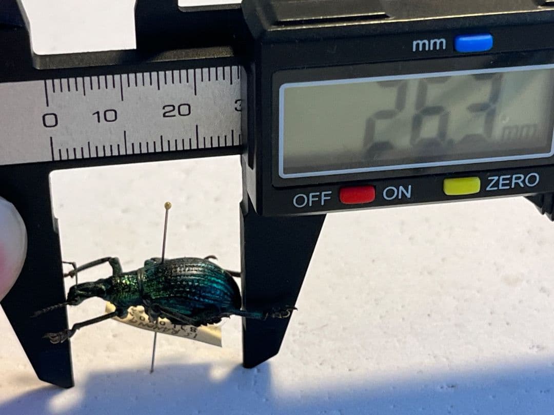 【26mm】ソロモン諸島のラメ感のあるホウセキゾウムシ 標本カミキリ昆虫標本甲虫