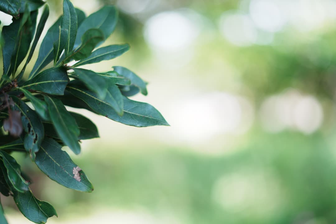 【未使用級】動作◎ SONY FE 50mm F1.8 単焦点 大きなボケ 80