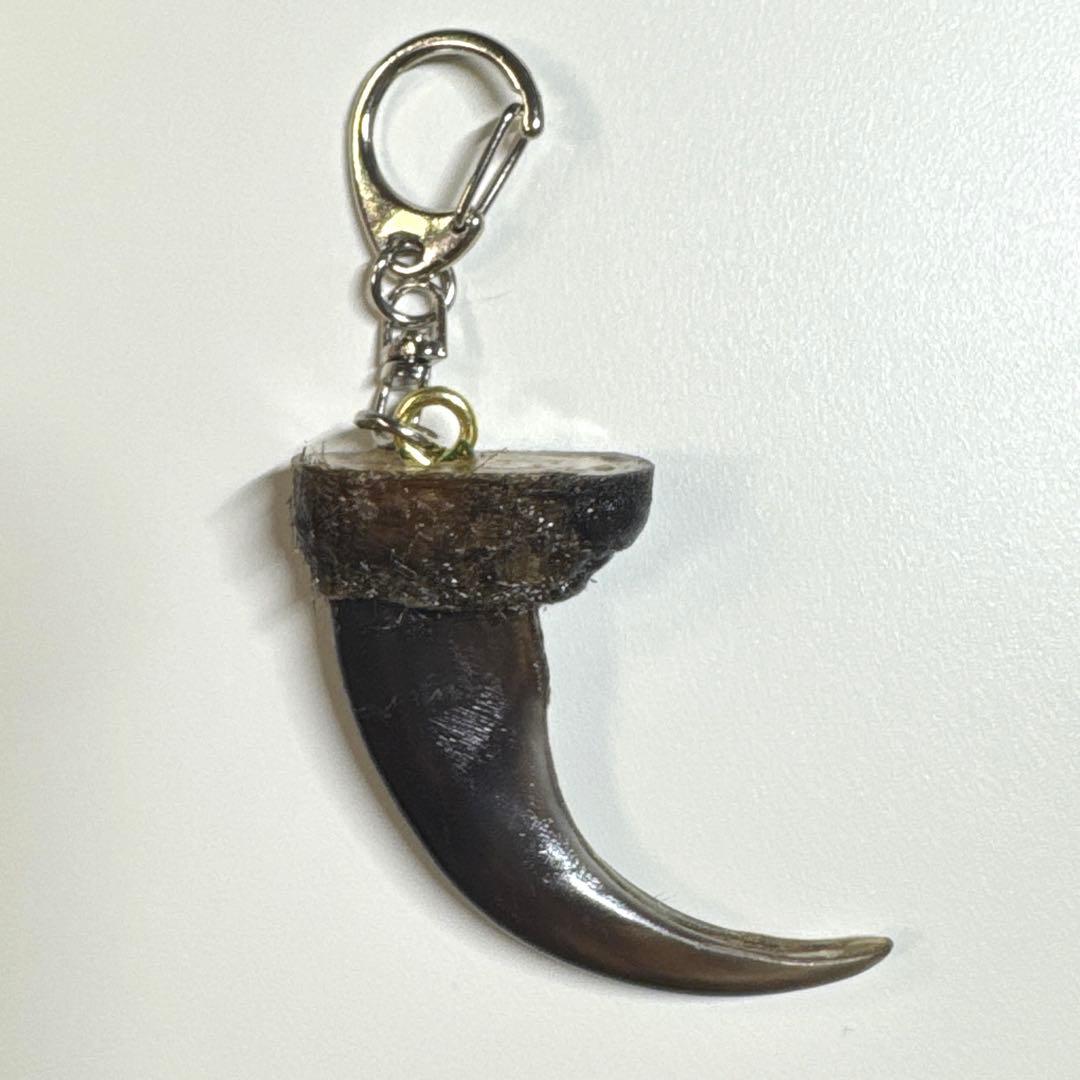 羆 熊の爪 お守り 約6、4cm