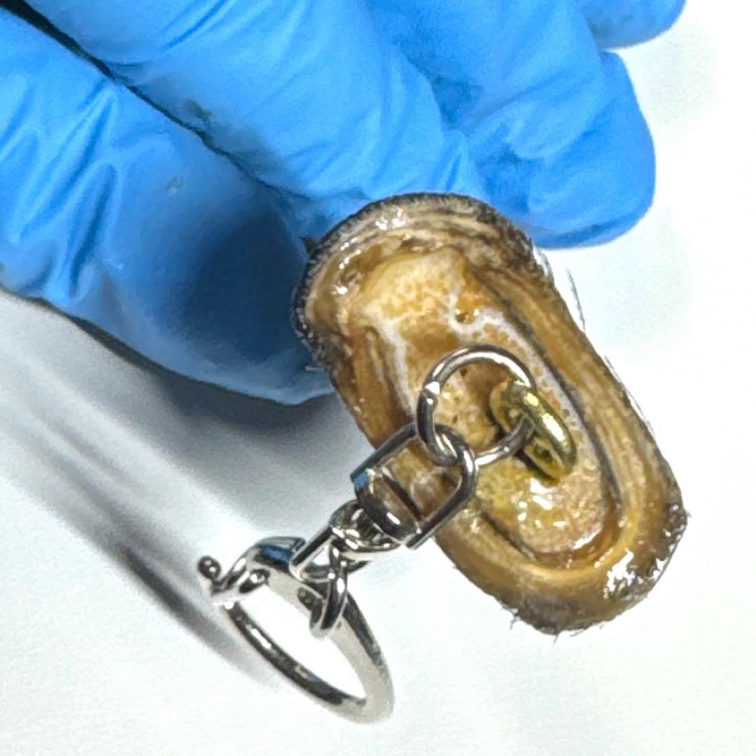 羆 熊の爪 お守り 約6、4cm