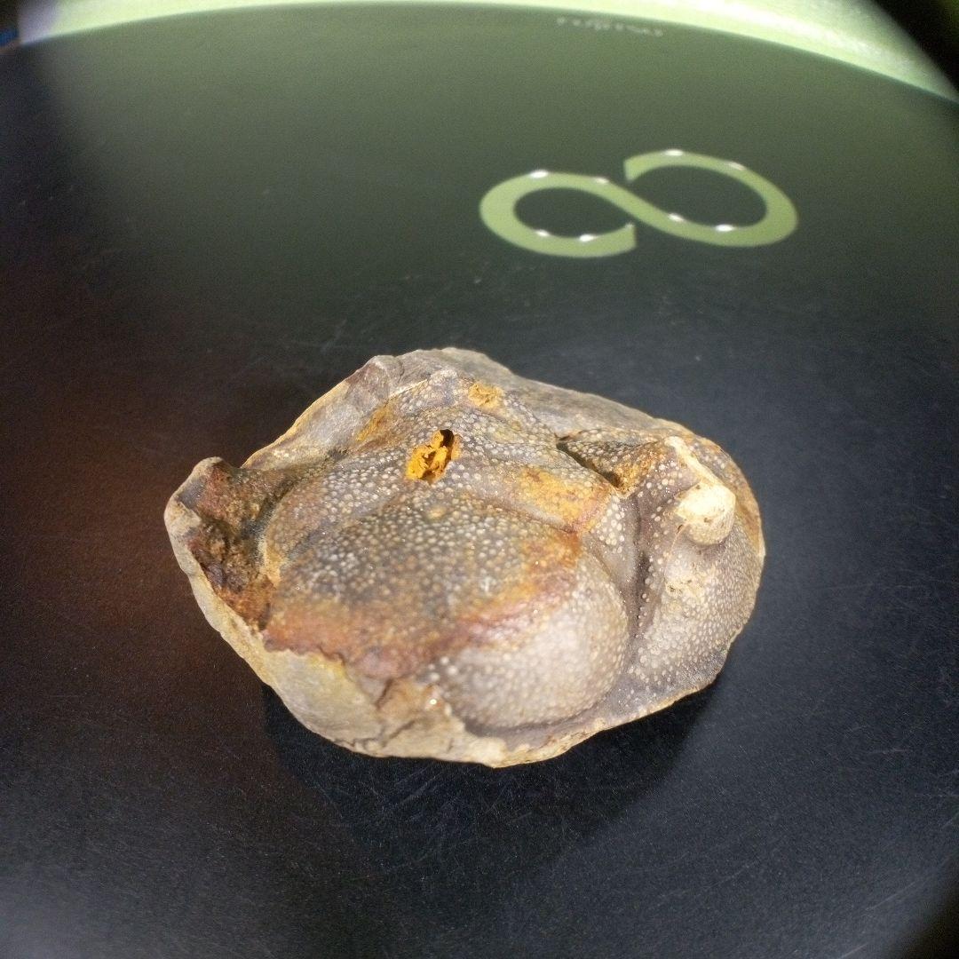 三葉虫　化石　fossil　海　ボリビア産　trilobite　ボリビア化石郡⑦