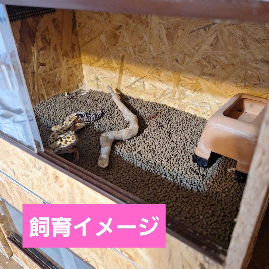 【セット割】コスパ重視！OSB木製ケージ450(未使用)2個
