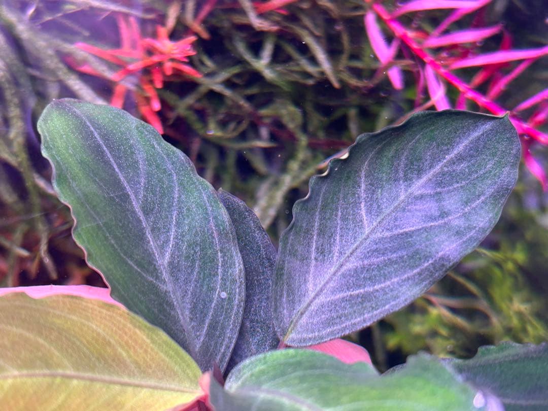 【TB便】Bucephalandra sp.Pearl gray水上育成2株