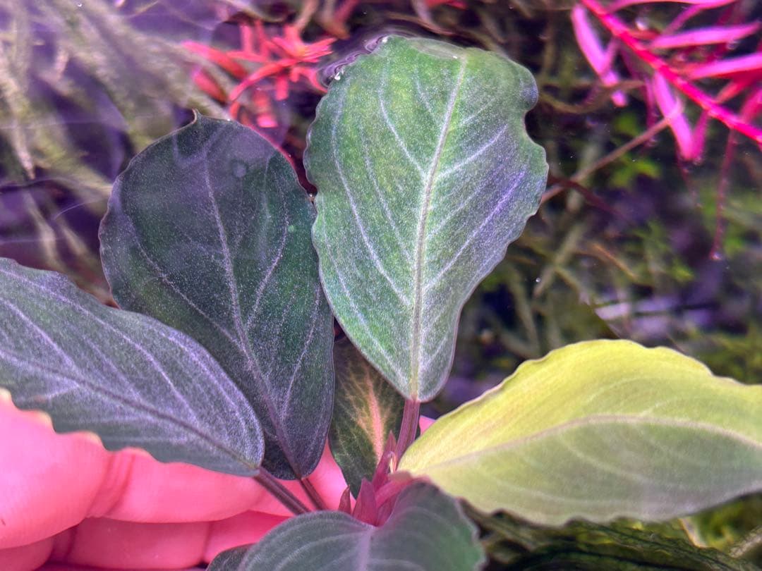 【TB便】Bucephalandra sp.Pearl gray水上育成2株