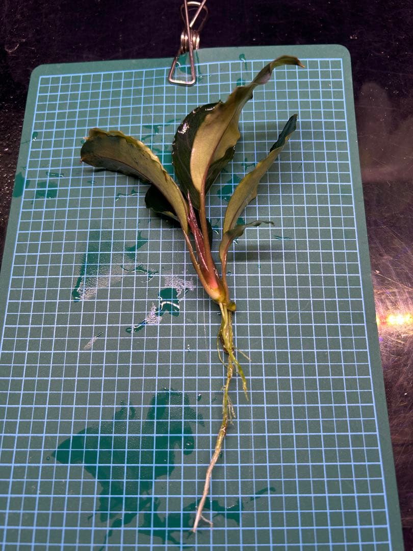 【TB便】Bucephalandra sp.Pearl gray水上育成2株