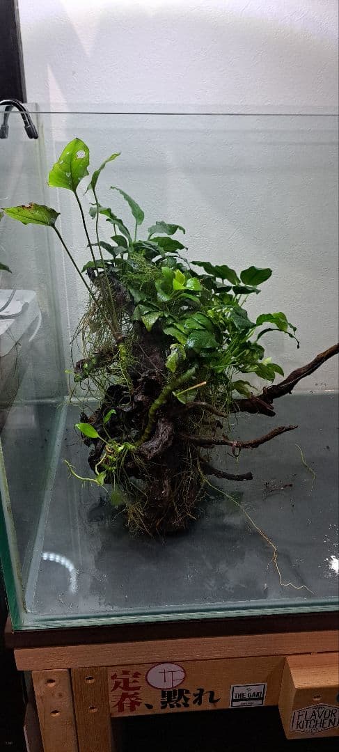 アヌビアス セット 流木付き 約30cm