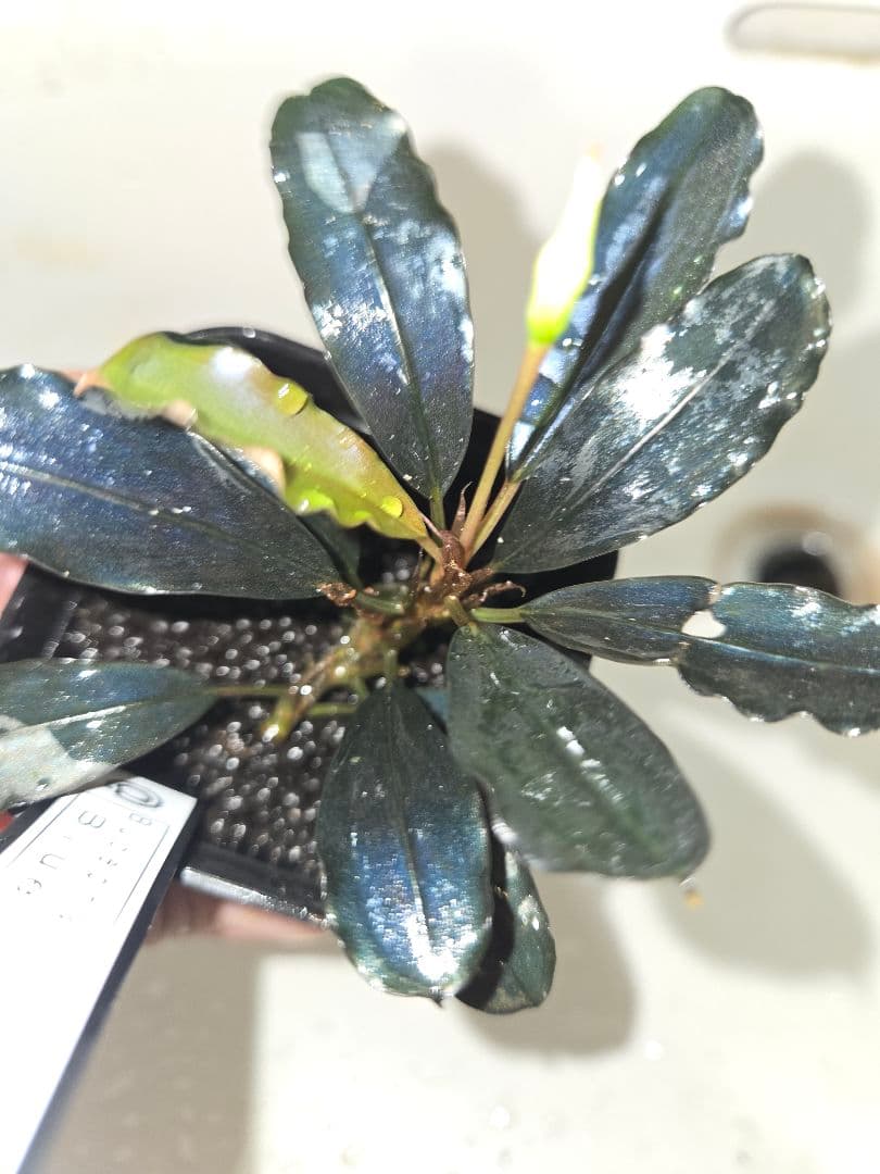 Bucephalandra sp. Blue angel　水上葉